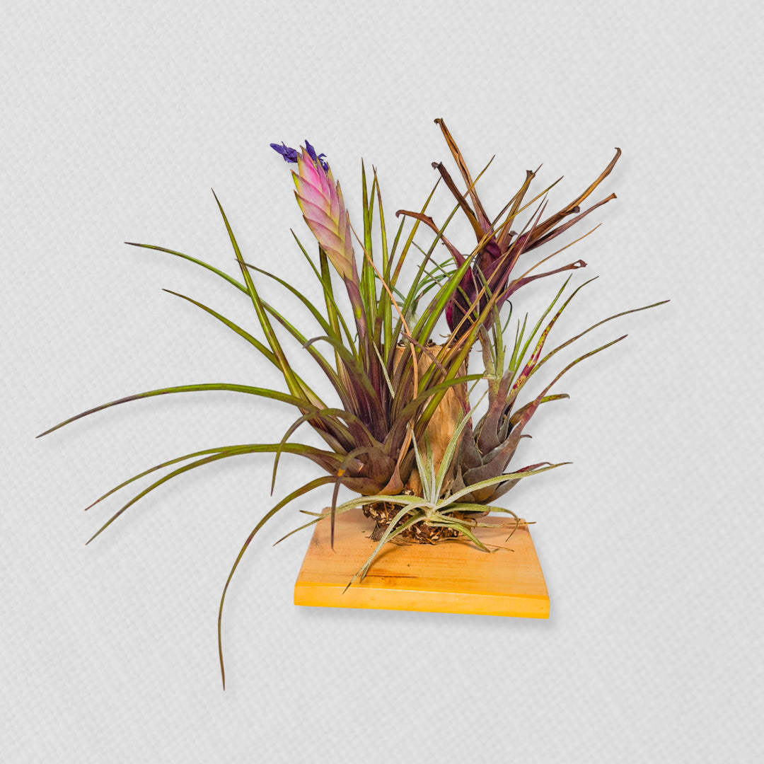 Bono de Pésame en bolsa de tela de organza y planta